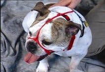 Gentle leader french bulldog Clearance