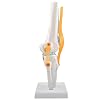 Life Size Knee Joint Anatomy Model – Realistic PVC Skeleton With Ligaments For Medical Teaching & Study