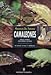 Camaleones, especies / Chameleon species (Spanish Edition) by