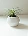 Small Faux Air Plant in Textured White Ceramic Planter - 6 x 6 Inches - Marmeda Decor Potted Artificial Tillandsia Plant in Etched, Lined Clay Pot - Global Modern Decor for Home or Office