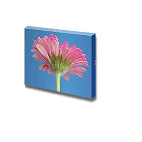 Fresh and Bright Pink Gerbera Flower Against a Blue Background in Spring - Canvas Art Wall Art - 12" x 18"