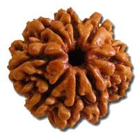 Petrichor Original BuyRudraksha Nepali 8 Mukhi Rudraksha Bead with Certificate