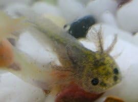 Amazon ウーパールーパー マーブル 小さい ブリーダー倶楽部 観賞魚 水中生物 通販 Amazon ウーパールーパー マーブル 小さい ブリーダー倶楽部 観賞魚 水中生物 通販