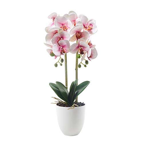 Top 10 Orchids For Delivery Prime of 2020 No Place Called Home