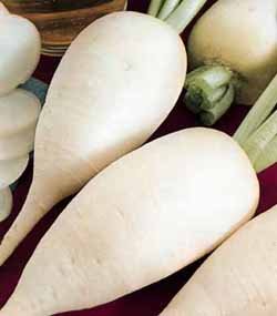PREMIER SEEDS DIRECT - Winter Radish Seeds - Birra DI Monaco - Muncher BIER - 10 Grams