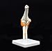 Human Elbow Joint Model, Flexible, Anatomically Accurate Elbow Skeleton Model Life Size Human Skeleton Anatomy for Science Classroom Study Display Teaching Medical Model