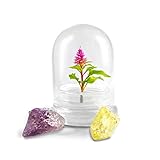 BLOOMIFY Celosia Flower Terrarium, Zero Care, Cockscomb, 4" Jar