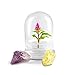 BLOOMIFY Celosia Flower Terrarium, Zero Care, Cockscomb, 4" Jar primary