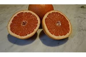 RED GRAPEFRUIT FRESH PRODUCE FRUIT VEGETABLES 5 LBS