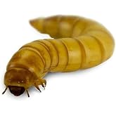 Josh's Frogs Giant Mealworms (50 Count)