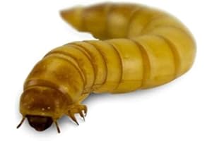 Josh's Frogs Giant Mealworms (50 Count)