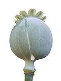 100 Organic White Afghan Poppy Seeds Papaver Somniferum