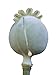 100 Organic White Afghan Poppy Seeds Papaver Somniferum