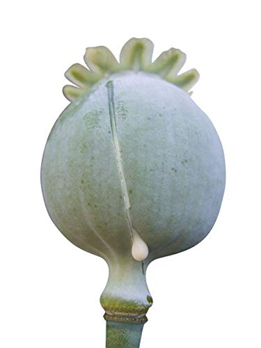 100 Organic White Afghan Poppy Seeds Papaver Somniferum