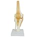 Knee Model - Functional Knee Joint Model, Life Size Anatomical Knee with Functional Ligaments