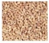 Bulk Grains, 100% Organic Hulled Barley, Bulk, 5 Lbs by Bulk Grains