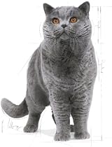 Royal Canin British Shorthair Dry Cat Food 2 kg view 2