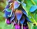 25+ CERINTHE BLUE SHRIMP PRIDE OF GIBRALTER FLOWER SEEDS/SELF SEEDING primary