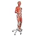 3B Scientific Dual Sex Muscle Figure