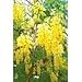 15 GOLDEN SHOWER TREE Gold Rush Yellow Cassia Fistula Flower SeedsComb S/H by Seedville
