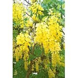 15 GOLDEN SHOWER TREE Gold Rush Yellow Cassia Fistula Flower SeedsComb S/H by Seedville 15 GOLDEN SHOWER TREE Gold Rush Yellow Cassia Fistula Flower SeedsComb S/H by Seedville
