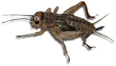 Livefood UK Live Brown Crickets 3rd Instar Small/Med Prepack Tub