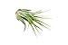 Air Plant Tillandsia 3-Pack - Small Air Plant Variety Pack - Easy Care - Great in Terrariums - Air Filtering (Tillandsia Fuchsii, Ionantha, & Kolby)