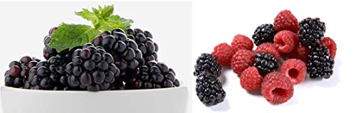 Homegrown BlackBerry Seeds, 200, Sunrise & Freebie: Organic Everbearing Rapsberry - 200 Seeds
