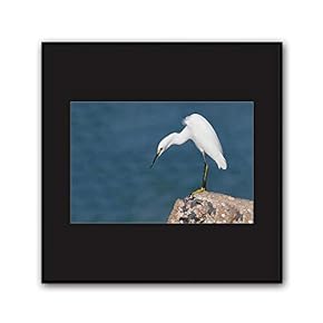 signwin Framed Canvas Wall Art A Bird Standing...