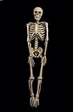 Life Size Bargain Basement Barney Halloween Skeleton