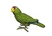 Safari Ltd Wings of the World Green-Cheeked Amazon Parr