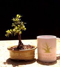Bonsai Tree, Japanese Boxwood Bonsai tree, Mame Bonsai, Finished Tree