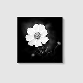 Framed Canvas Home Artwork Decoration Beautiful Flower Canvas Wall Art for Living Room, Bedroom - 16x16 inches