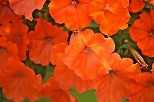 100 African Petunia Seeds