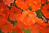100 African Petunia Seeds