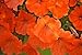 100 African Petunia Seeds