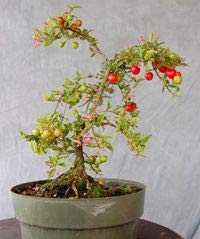 Green Paradise Malpighia Japanese Cherry Blossom Bonsai Tree Malpighia punicifolia, Dwarf Barbados Cherry Tree (Live Plant)