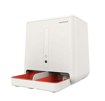 Hund Vs Katze Was Euer Haustier über Euch Aussagt N Joy