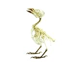 Real Taxidermy Bird Skeleton | Eurasian Tree Sparrow (Passer montanus) Specimen 3