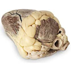 Nasco Cow Organ Beef Heart Dissection Science Education Materials Ls03717 Amazon Com Industrial Scientific