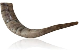 Polished Ram Horn Shofar with Wide Bend and Natural Colors