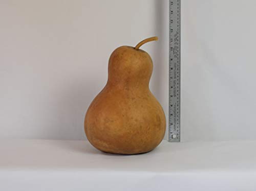 Dried Hard Shell Bottle Gourd - 8" Diameter