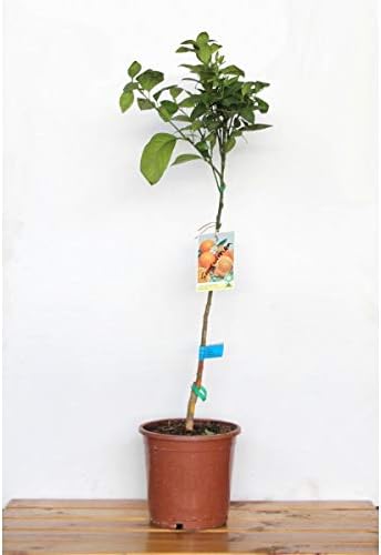 Naranjo sanguino (maceta de 25 cm Ø): Amazon.es: Jardín
