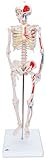 3B Scientific Mini Skeleton with Muscles
