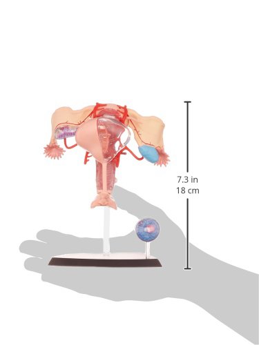 Famemaster 4D-Vision Human Female Reproductive Anatomy Model
