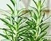 Barbeque Rosemary - Live Herb Plant