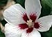Lil' Kim™ - Rose of Sharon - Hibiscus syriacus - Dainty - Proven Winners