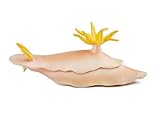 Safari Ltd. Nudibranch – Realistic Hand Painted Toy Figurine Model – Quality Construction from Phthalate, Lead and BPA Free Materials – For Ages 3 and Up