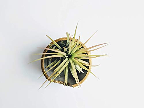 Gold Rim Small Decorative Cement Concrete Bowl for Ring and Jewelry Storage, 3 inch