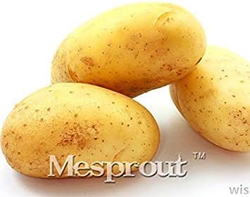 Amazon Co Jp Chinamarket 0pcsの のジャガイモの種子巨人中国の甘い野菜の種子盆栽工場 ホーム キッチン